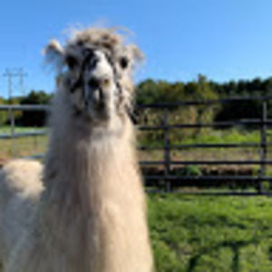 Meet your Posher, Annika